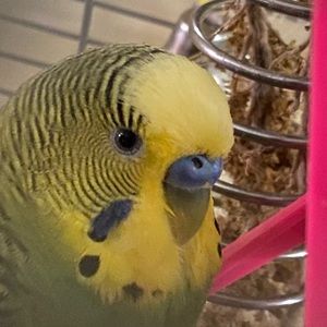 Meet your Posher, Veronica